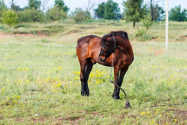 istock Brown horse on a summer pasture 610762510