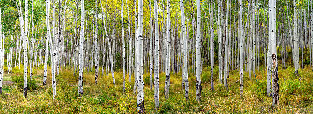 Fall Color Panorama Panoramic view of Fall Aspen Forest la sal mountains stock pictures, royalty-free photos & images