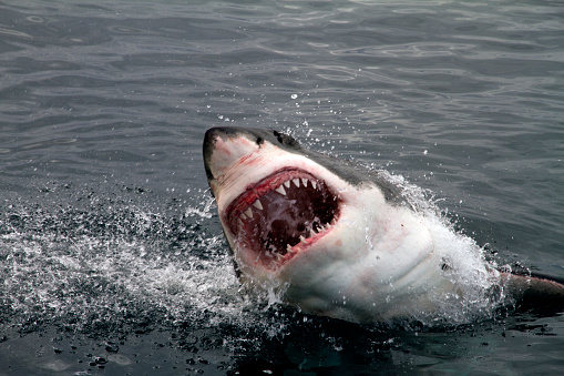 Gran Tiburón Blanco atacando photo