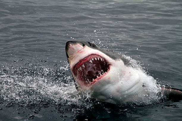 Great White Shark attacking Great White Shark showing his big jaws when jumping out of the water for a deadly attack great white shark stock pictures, royalty-free photos & images