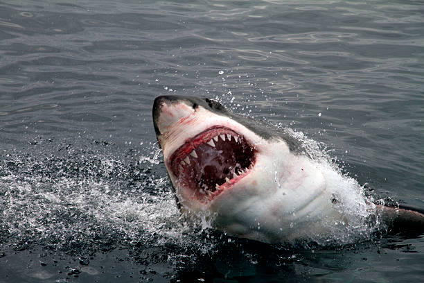 Great White Shark attacking Great White Shark showing his big jaws when jumping out of the water for a deadly attack animal jaw bone stock pictures, royalty-free photos & images