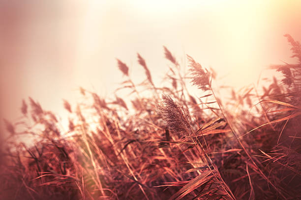 istock Dry reed (bulrush) field and gloomy autumn day 610764742
