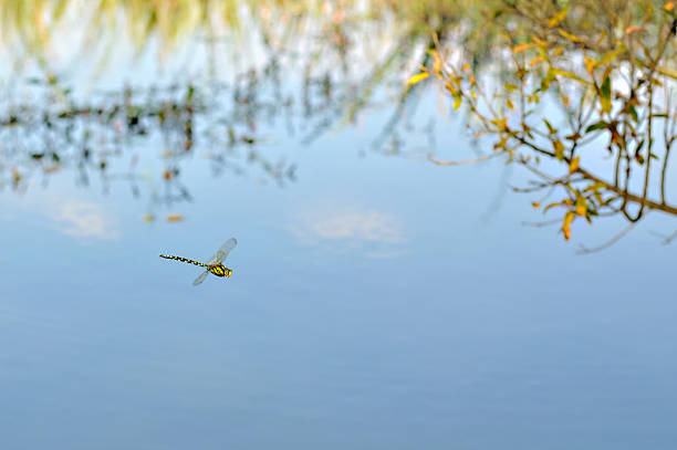 istock dragonfly flying abobe the water 610765640