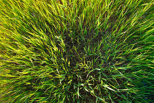 istock juicy green grass in sunlight 610766316
