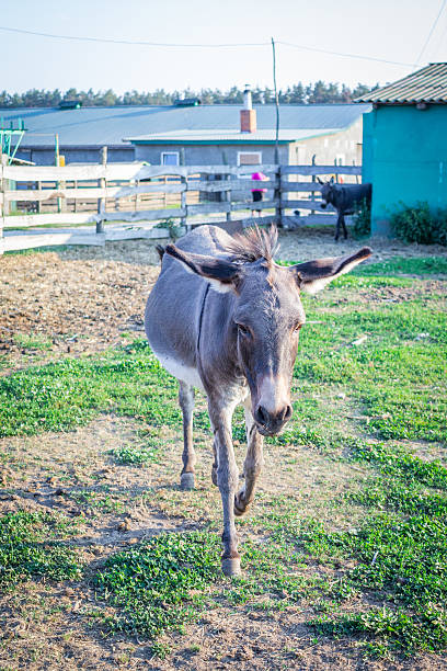 istock Donkey walks at animal farm countryside 610766528