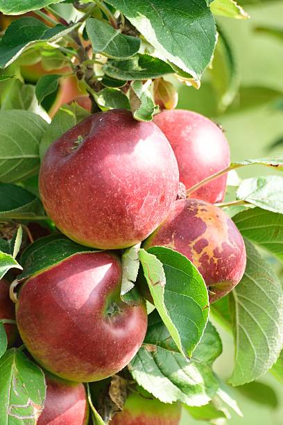 istock Apples as part of the summer harvest. 610767018