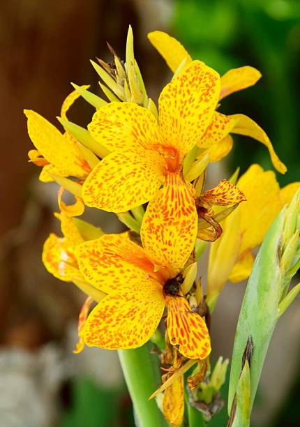 istock Yellow and red dotted Lily. 610767234