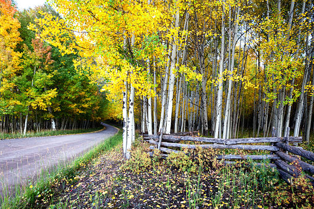 panorama de aspen tree grove en automne - forest road nature birch tree photos et images de collection