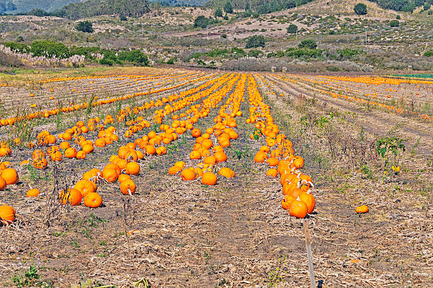 Fairytale pumpkins, grown in Luberon, France