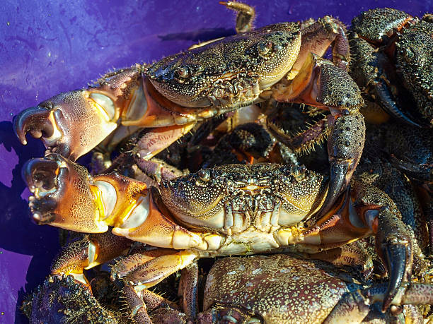 Black Sea stone crab