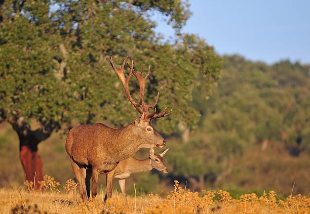 istock Adult red deer stag. 610770726