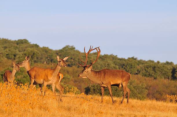 istock Adult red deer stag. 610770778