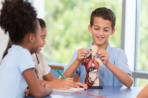 Photo of Young male student studies a model of the human anatomy