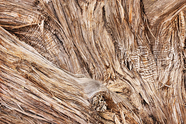 Juniper Woodgrain Dead Tree Texture Dead Juniper tree woodgrain and bark splinters. juniper tree bark tree textured stock pictures, royalty-free photos & images