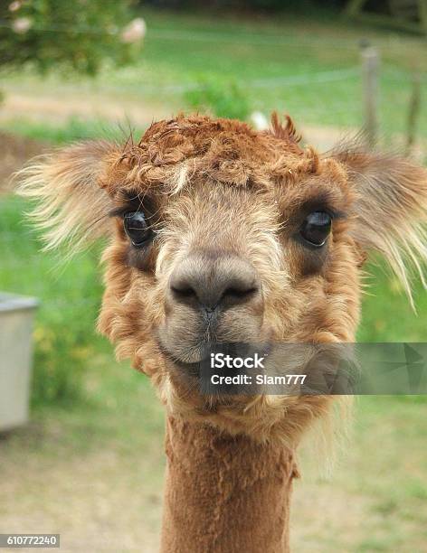 Happy Alpacca Stock Photo - Download Image Now - Alpaca, Smiling, Animal