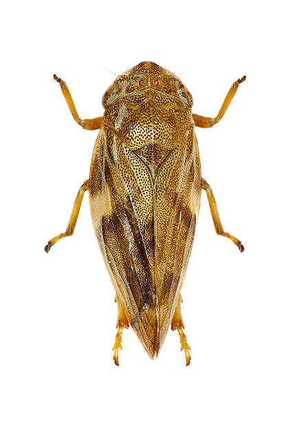 istock Meadow Froghopper on white Background 610773978