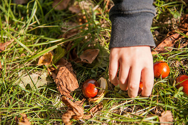 chestnuts