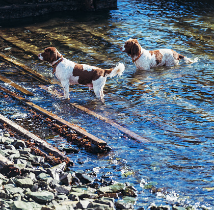 Springer spaniels watch their owner intently fromt the launch ramp of a small Nova Scotian fishing village.