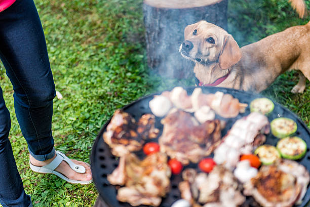 hund steht in der nähe des grills - barbecue chicken fotos stock-fotos und bilder