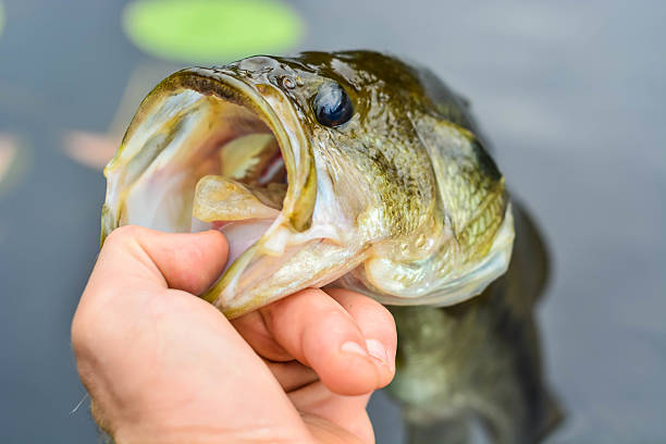 istock Fish out of water 610774794