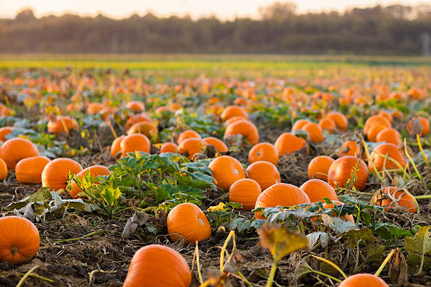 Beautiful pumpkin patch Beautiful pumpkin field in Germany, Europe. Halloween pumpkins on farm. Pumpkin patch on a sunny autumn morning during Thanksgiving time. Organic vegetable farming. Harvest season in October. gourd photos stock pictures, royalty-free photos & images