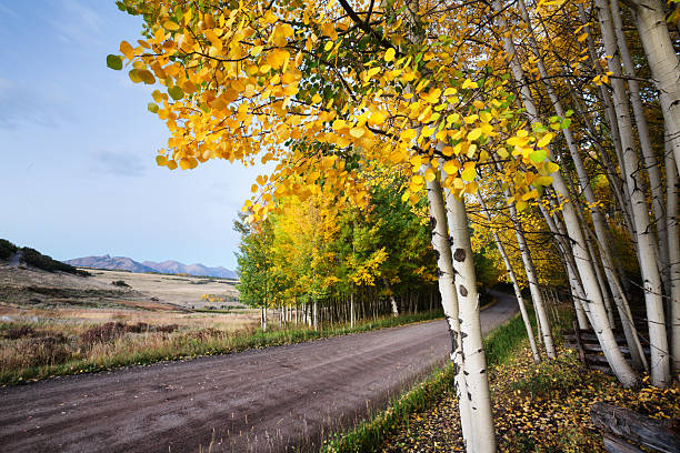 istock Aspen Tree Grove Panorama in Autumn 610775278