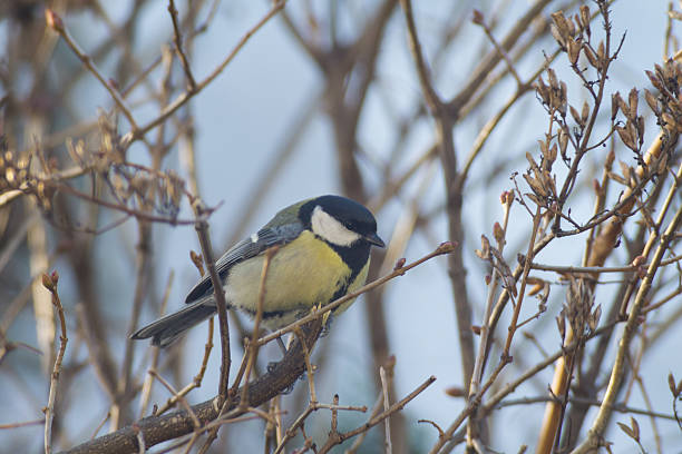 istock great tit, blue tit resting on the branch manger 610775580