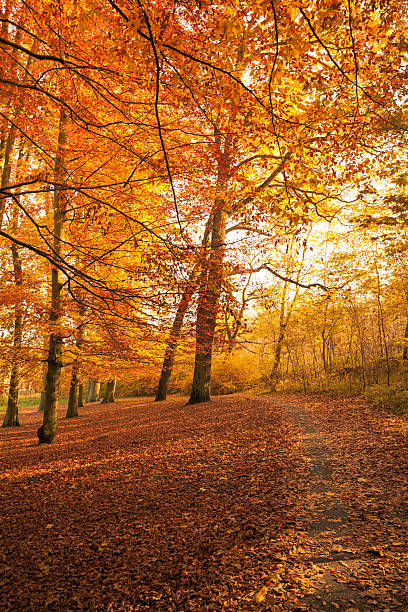 istock Autumnal trees in sunshine. 610775894