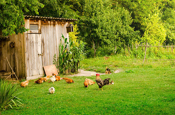 Domestic animals in farmyard Domestic animals in beautiful green farmyard. Poultry, cat and dog eating together by the wooden shed on green lawn. Horizontal image chickens in the poultry yard eating stock pictures, royalty-free photos & images