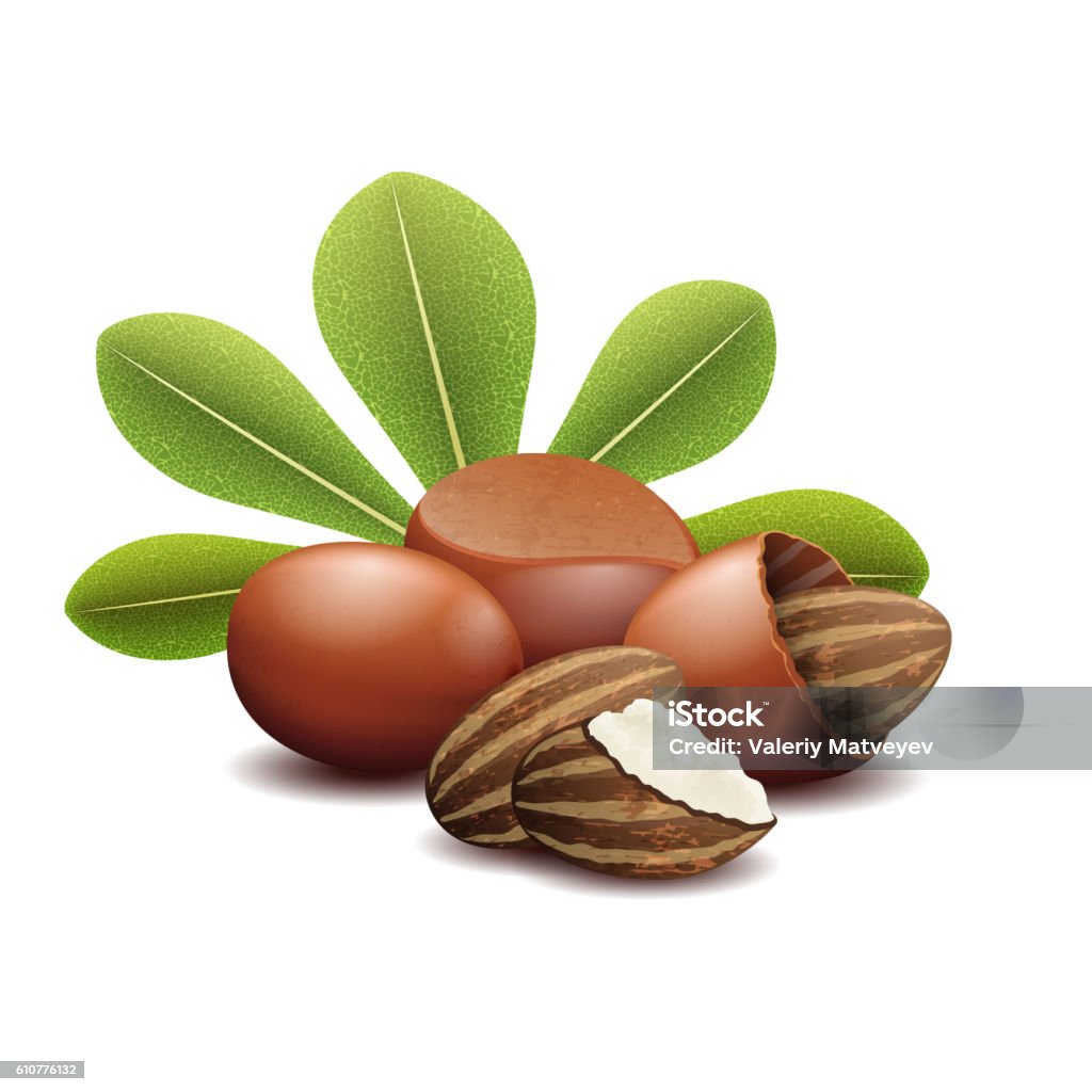 Shea nuts with green leaves vector illustration Shea nuts with green leaves vector illustration. Brown shea nut and organic fetus nuts shea Shea Stadium stock vector