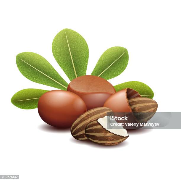 Shea Nuts With Green Leaves Vector Illustration Stock Illustration - Download Image Now - Shea Stadium, Nut - Food, Cooking Oil