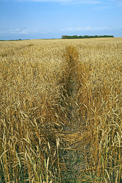 istock Wheat crop with glyohosate just gaving been sprayed upon it 610776540