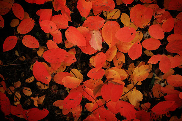 istock Red Leaves Carpeting Forest Floor 610776694