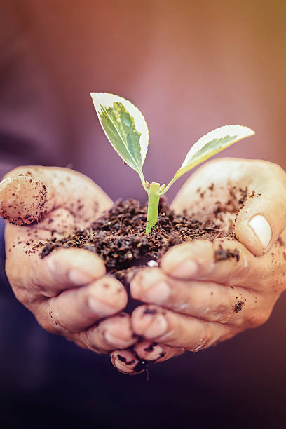 istock Close Up Of Hands Holding Plant 610777640