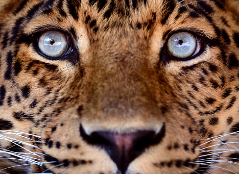 Close-Up Shot Of A WildCat Leopard Looking Away Black and White - stock photo