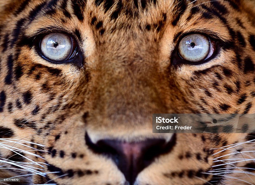 eyes of a leopard close-up of a leopard Leopard Stock Photo