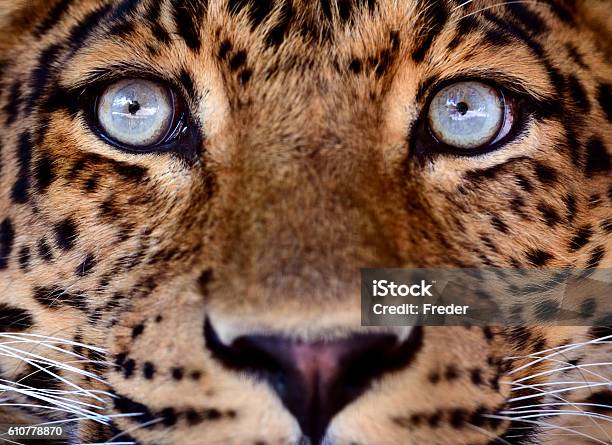 Eyes Of A Leopard Stock Photo - Download Image Now - Leopard, Close-up, Animal Head