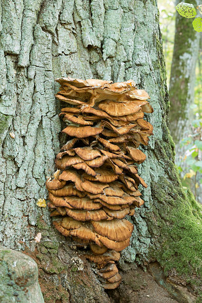 istock Sulphur polypore, Laetiporus sulphureus growing on large oak 610779146