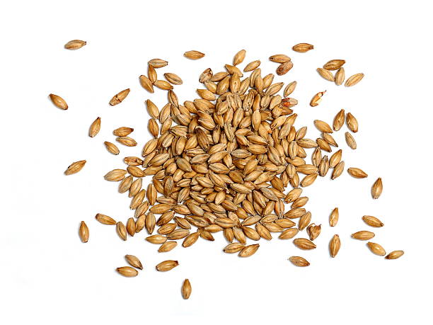 Malted Barley on White Background Malted barley photographed on a white background.  Malted barley is used in beer making as base malt to provide the bulk of the starches and sugars for fermentation.  Malted grains are also used in many baked products. barley stock pictures, royalty-free photos & images