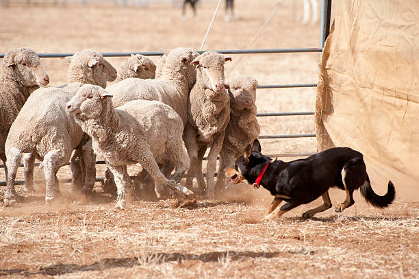sheep dog sheep dog working sheep in outback Queensland, Australia.. kelpie stock pictures, royalty-free photos & images