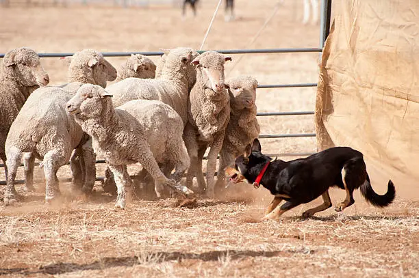 sheep dog working sheep in outback Queensland, Australia..