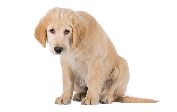 Miserable Golden Retriever puppy sitting front view isolated on stock photo