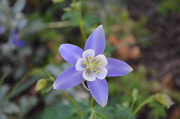 istock Colorado columbine 610781220
