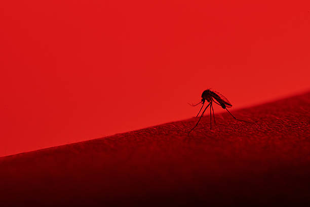 macro of mosquito sucking blood macro of mosquito sucking blood isolated on red mosquito stock pictures, royalty-free photos & images