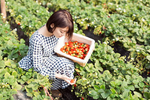 lovely chinese girl, in the farm picking strawberries fresh strawberries