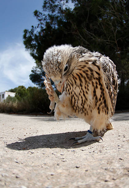 halcón de cría - falcon fotografías e imágenes de stock