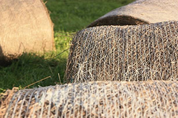 istock Close-up of hay rolls 610782518
