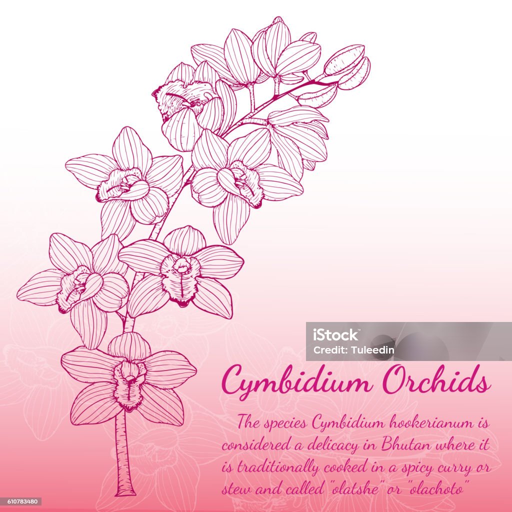 Colpidum Drawing Cymbidium Orchids Card By Hand Drawing Stock Illustration - Download ...