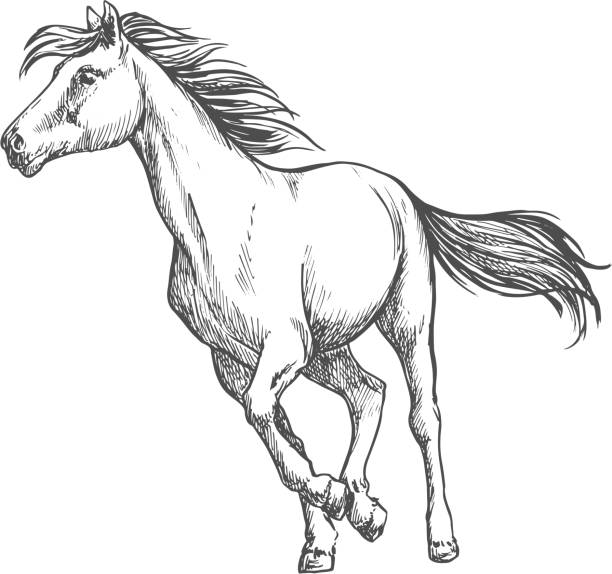 Ilustración de Retrato Libremente Corriente Del Bosquejo Del Caballo Blanco  y más Vectores Libres de Derechos de Caballo - Familia del caballo - iStock