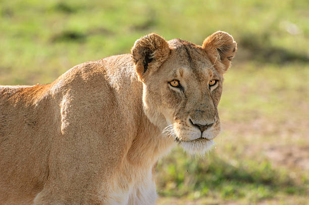 Wild Lioness (Panthera leo) walking on the African savnnah, after killing a wild wildebeest on the plains of the Masai Mara.
